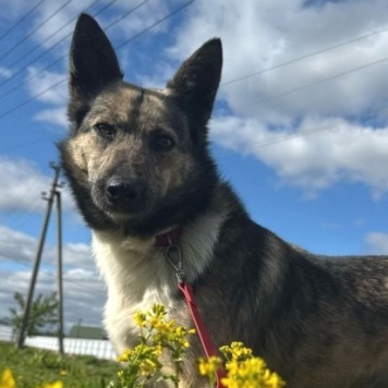 Собаки в добрые руки - Мэгги