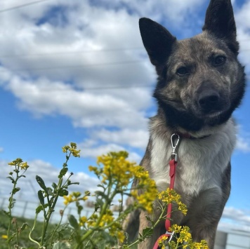 Собаки в добрые руки - Мэгги - 2