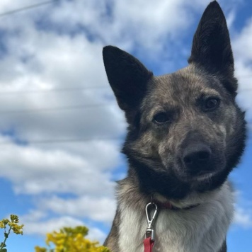 Собаки в добрые руки - Мэгги - 3