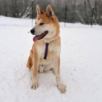 Собаки в добрые руки - Коджи - 1