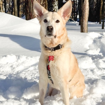 Собаки в добрые руки - Ханна - 1