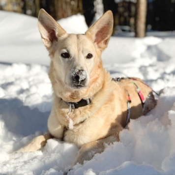 Собаки в добрые руки - Ханна - 2