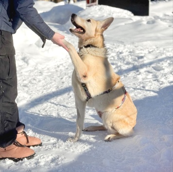 Собаки в добрые руки - Ханна - 4