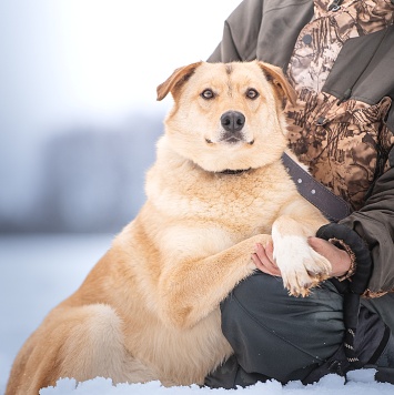Собаки в добрые руки - Линдси