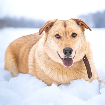Собаки в добрые руки - Линдси - 1