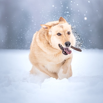 Собаки в добрые руки - Линдси - 2