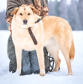 Собаки в добрые руки - Линдси - 3
