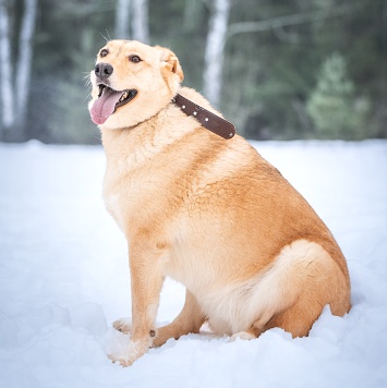 Собаки в добрые руки - Линдси - 4