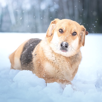 Собаки в добрые руки - Рэй - 3