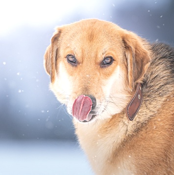 Собаки в добрые руки - Рэй - 4