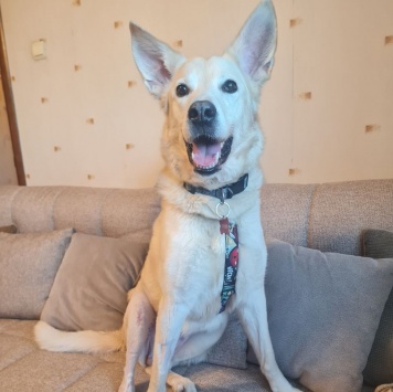 Найденные собаки - Ханна