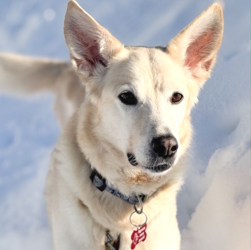 Найденные собаки - Ханна - 3