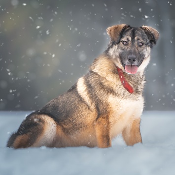 Собаки в добрые руки - Эстери