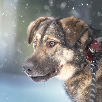 Собаки в добрые руки - Эстери - 1