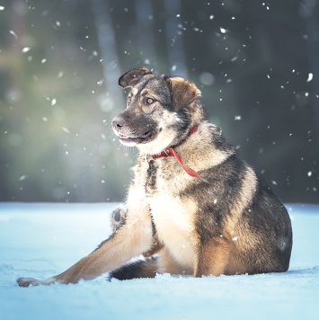 Собаки в добрые руки - Эстери - 3
