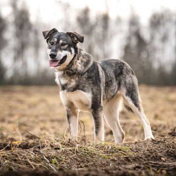 Собаки в добрые руки - Кайя