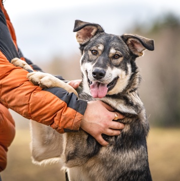 Собаки в добрые руки - Кайя - 1