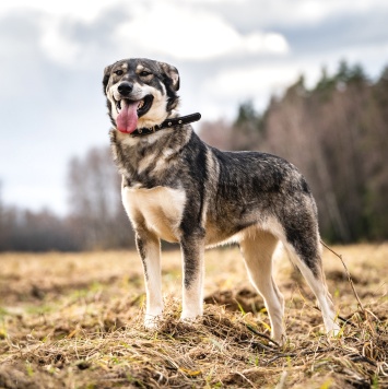 Собаки в добрые руки - Кайя - 2