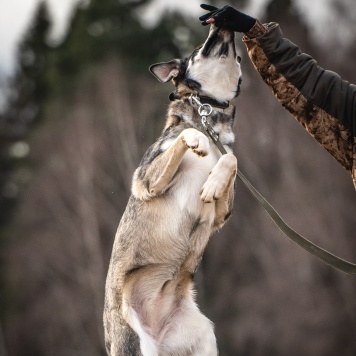 Собаки в добрые руки - Кайя - 4