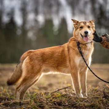 Собаки в добрые руки - Рико