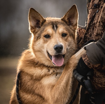 Собаки в добрые руки - Рико - 1