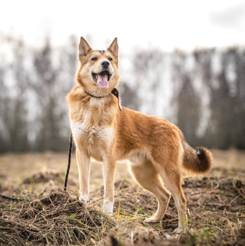 Собаки в добрые руки - Рико - 2