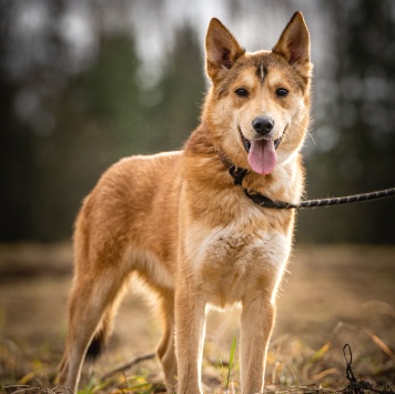 Собаки в добрые руки - Рико - 4