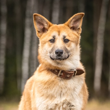 Собаки в добрые руки - Хеди
