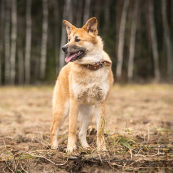 Собаки в добрые руки - Хеди - 1