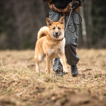Собаки в добрые руки - Хеди - 2