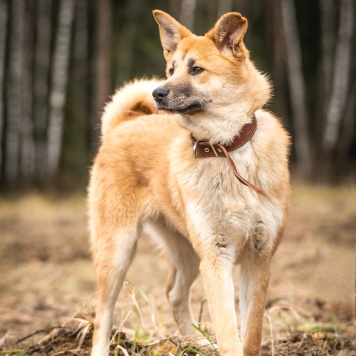 Собаки в добрые руки - Хеди - 3