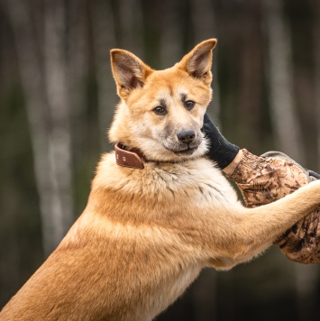 Собаки в добрые руки - Хеди - 4