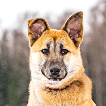 Собаки в добрые руки - Хорт