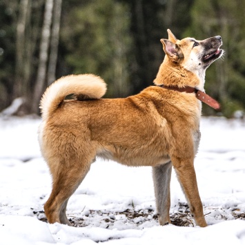 Собаки в добрые руки - Хорт - 1