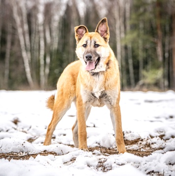 Собаки в добрые руки - Хорт - 2