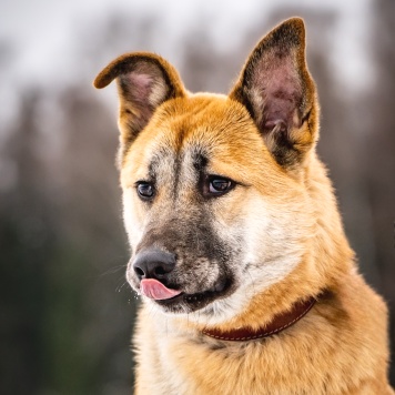 Собаки в добрые руки - Хорт - 3