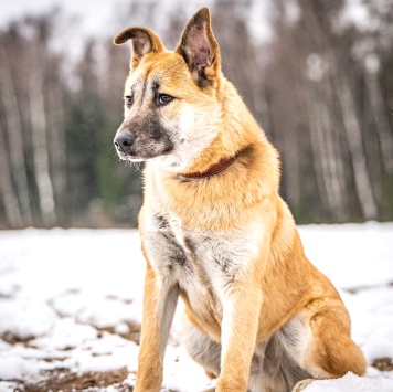 Собаки в добрые руки - Хорт - 4