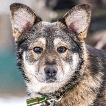 Собаки в добрые руки - Хэппи