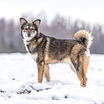 Собаки в добрые руки - Хэппи - 1