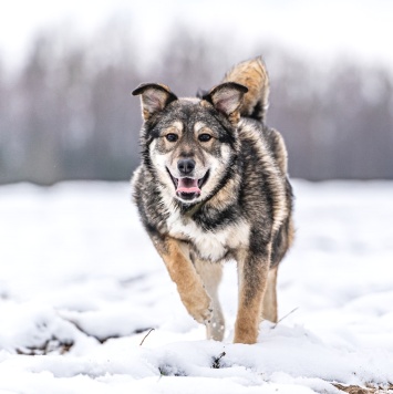 Собаки в добрые руки - Хэппи - 2