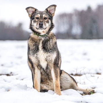 Собаки в добрые руки - Хэппи - 3