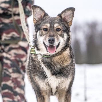 Собаки в добрые руки - Хэппи - 4
