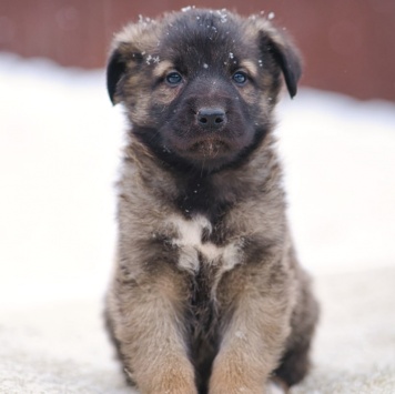 Примо - Собаки в добрые руки