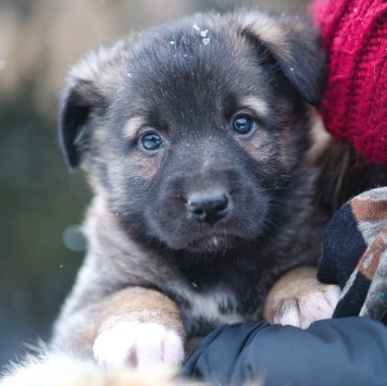 Собаки в добрые руки - Примо - 1