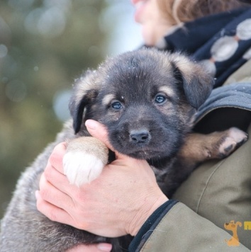 Собаки в добрые руки - Примо - 2