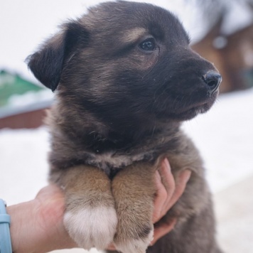 Собаки в добрые руки - Примо - 4