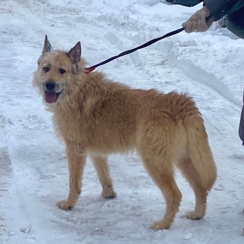 Собаки в добрые руки - Борис