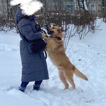 Собаки в добрые руки - Борис - 1