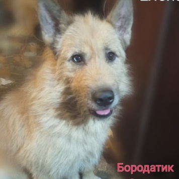 Собаки в добрые руки - Борис - 2