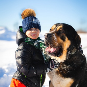 Собаки в добрые руки - Геркулес